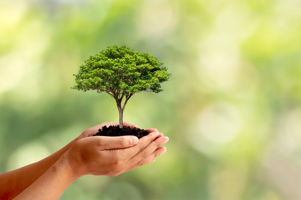 Hands Holding a Small Tree